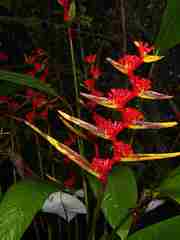 Heliconia richardiana