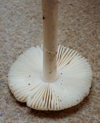 Amanita virginiana