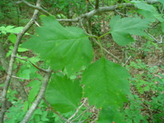 Crataegus pruinosa