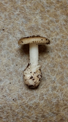 Amanita virginiana