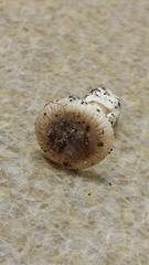Amanita virginiana