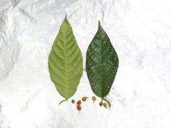 Ficus montana