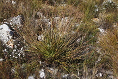 Tetraria triangularis