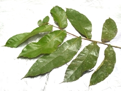 Ficus scaberrima