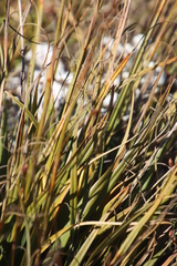 Tetraria triangularis