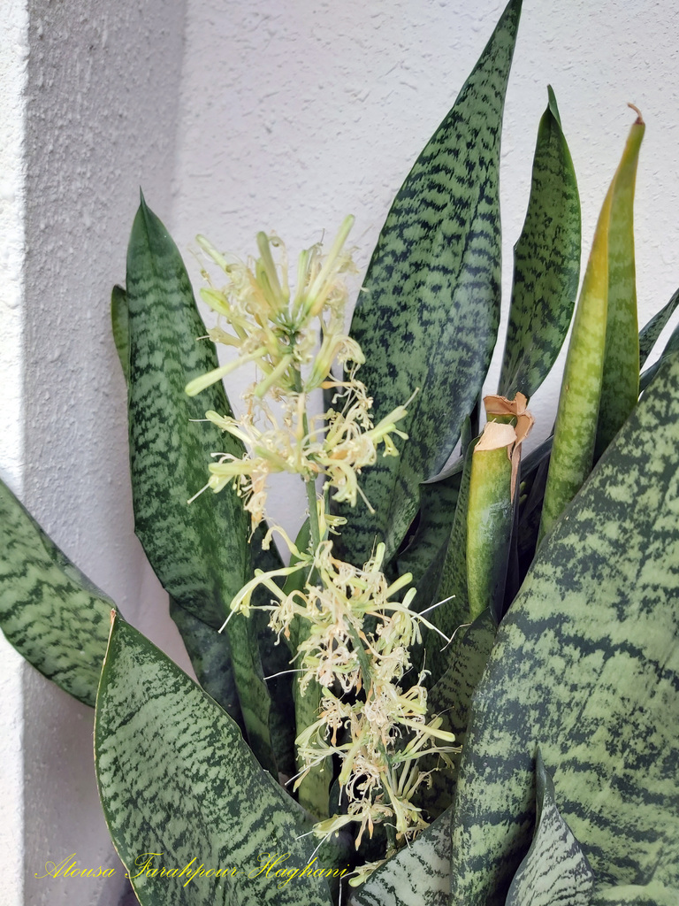 Sansevieria kirkii Baker