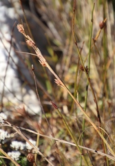 Tetraria triangularis