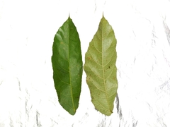 Ficus scaberrima