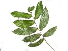 Ficus scaberrima