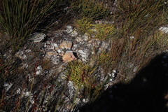Capeobolus brevicaulis