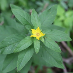 Lysimachia verticillaris