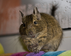 Degu photo 5