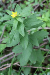 Lysimachia verticillaris
