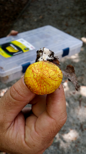 American Slippery Jack