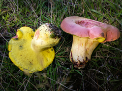Boletus sensibilis