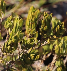 Psoralea mundiana