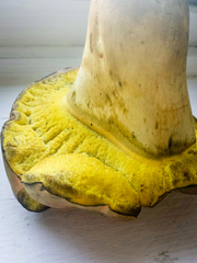 Boletus sensibilis