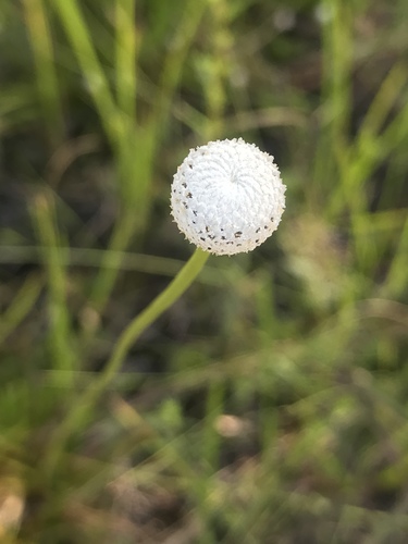 Eriocaulon decangulare image