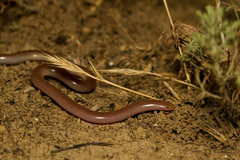 Xerotyphlops vermicularis