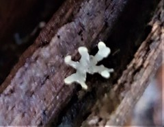 Calocera pallidospathulata