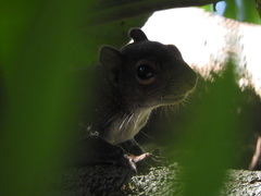 Sciurus deppei