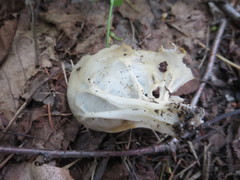 Helvella griseoalba