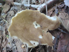 Helvella griseoalba