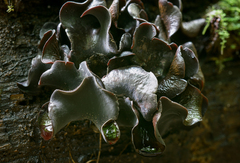 Ionomidotis irregularis