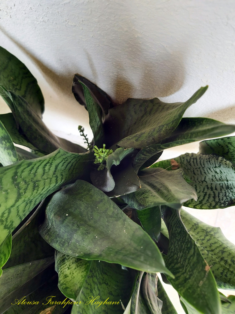 Sansevieria kirkii Baker 2