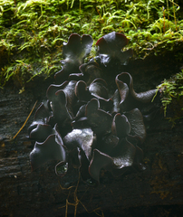 Ionomidotis irregularis