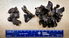 Ionomidotis irregularis