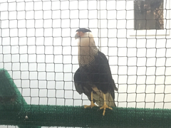 Caracara