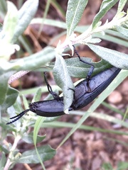 Chalcolepidius lenzi