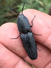 Chalcolepidius lenzi