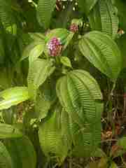 Miconia tococa