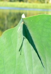 Enallagma exsulans