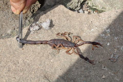 Centruroides gracilis