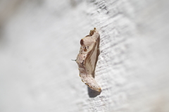 Ascia monuste orseis