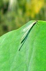Enallagma exsulans