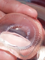 Aequorea victoria