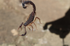 Centruroides gracilis