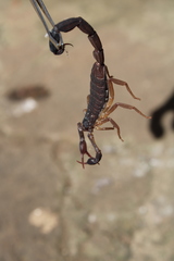 Centruroides gracilis