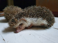 Atelerix albiventris