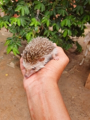 Atelerix albiventris