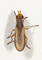 Limnia conica
