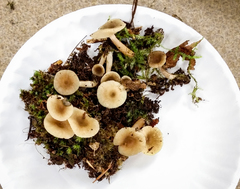 Lactarius griseus