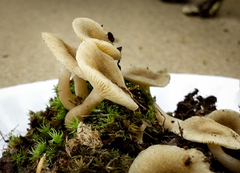 Lactarius griseus