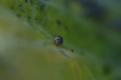 Psyllobora confluens