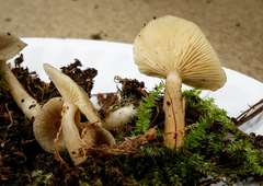 Lactarius griseus