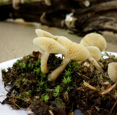 Lactarius griseus